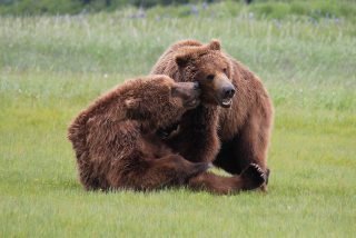 Illustration for article titled Please Enjoy This Gallery Of Amazing Bear Photos